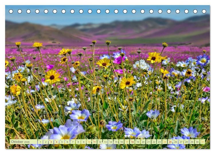 Produktbild: Blumenwiesen &ndash; ein bl&uuml;tenzauberhaftes Jahr (Tischkalender 2026 DIN A5 quer), CALVENDO Monatskalender