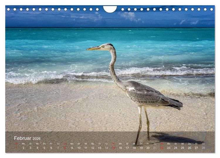 Produktbild: Malediven Impressionen aus dem Paradies (Wandkalender 2026 DIN A4 quer), CALVENDO Monatskalender