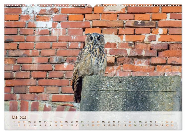 Produktbild: Uhu Highlights (Wandkalender 2026 DIN A2 quer), CALVENDO Monatskalender