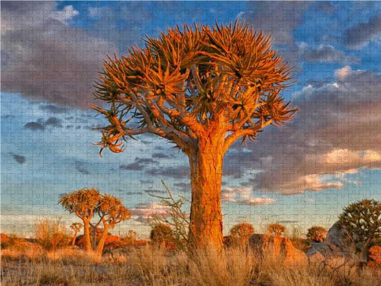 Produktbild: CALVENDO Puzzle K&ouml;cherbaum, Augrabies Falls National Park, S&uuml;dafrika | 1000 Teile Lege-Gr&ouml;&szlig;e 64x48cm Foto-Puzzle f&uuml;r gl&uuml;ckliche Stunden