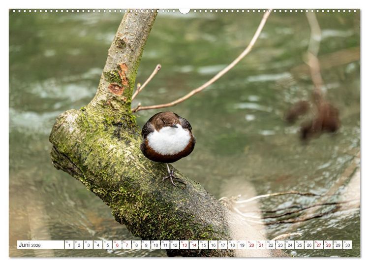 Produktbild: Wildv&ouml;gel 2026 (Wandkalender 2026 DIN A2 quer), CALVENDO Monatskalender
