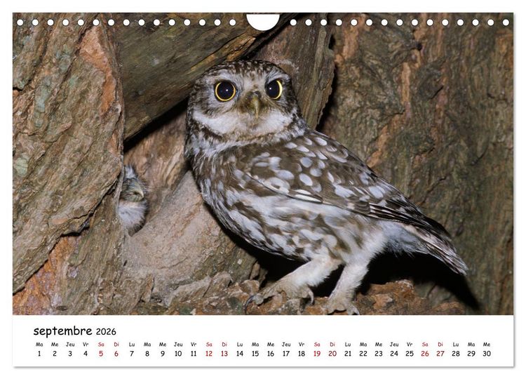 Produktbild: La vie des chouettes, les dames de la nuit (Calendrier mural 2026 DIN A4 vertical), CALVENDO calendrier mensuel