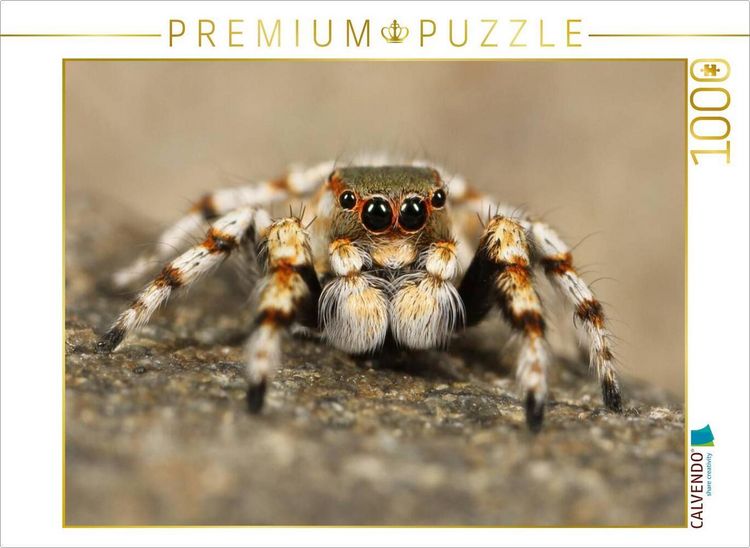 Produktbild: CALVENDO Puzzle Ein Motiv aus dem Kalender Faszination Spinnen | 1000 Teile Lege-Gr&ouml;&szlig;e 64x48cm Foto-Puzzle f&uuml;r gl&uuml;ckliche Stunden