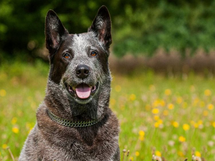 Produktbild: CALVENDO Puzzle Ein Motiv aus dem Kalender Power auf 4 Pfoten. Australian Cattle Dog | 1000 Teile Lege-Gr&ouml;&szlig;e 64x48cm Foto-Puzzle f&uuml;r gl&uuml;ckliche Stunden