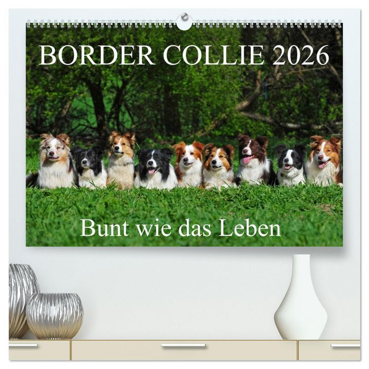 Produktbild: Border Collie 2026 (hochwertiger Premium Wandkalender 2026 DIN A2 quer), Kunstdruck in Hochglanz