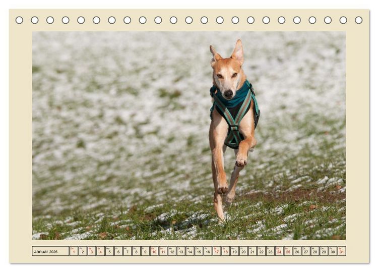 Produktbild: Mit dem Windhund unterwegs im zauberhaften Bergischen Land (Tischkalender 2026 DIN A5 quer), CALVENDO Monatskalender