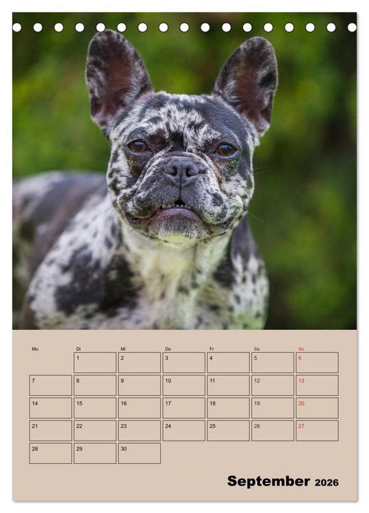Produktbild: Jahresplaner Franz&ouml;sische Bulldogge (Tischkalender 2026 DIN A5 hoch), CALVENDO Monatskalender