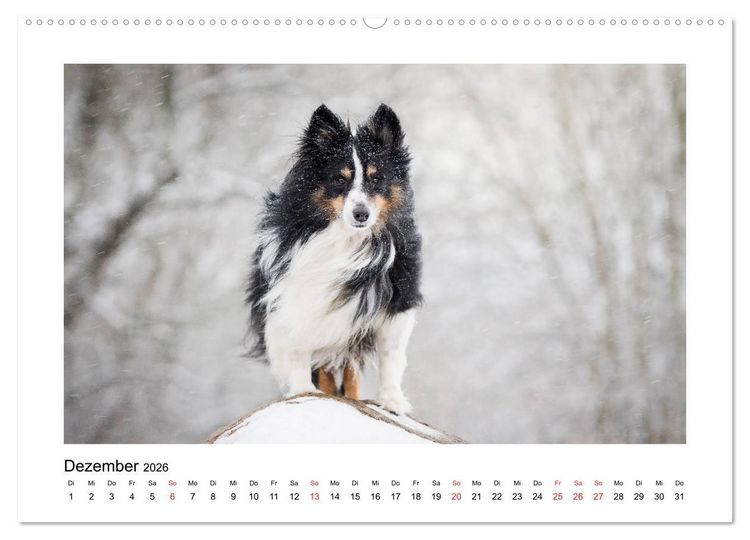 Produktbild: Herzensshelties - Shetland Sheepdogs (hochwertiger Premium Wandkalender 2026 DIN A2 quer), Kunstdruck in Hochglanz