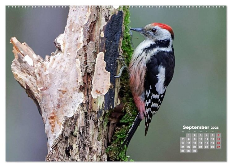 Produktbild: Echte Spechte (Wandkalender 2026 DIN A2 quer), CALVENDO Monatskalender