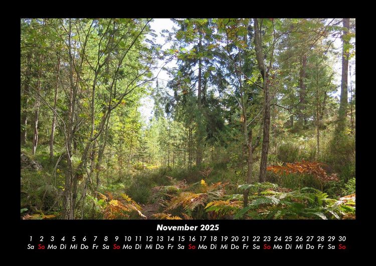 Produktbild: B&auml;ume 2025 Fotokalender DIN A3