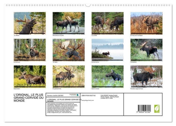 Produktbild: L'ORIGNAL, LE PLUS GRAND CERVID&Eacute; DU MONDE (Calendrier mural 2026 DIN A2 vertical) calendrier de bureau