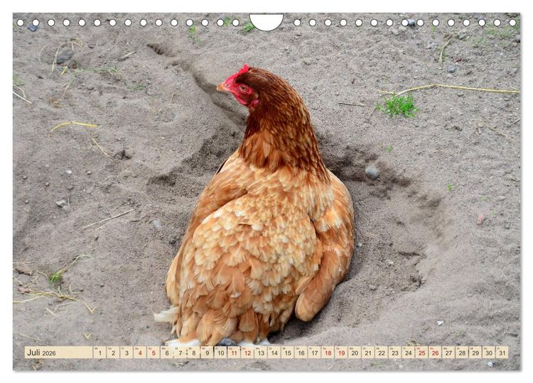 Produktbild: Charmante H&uuml;hner (Wandkalender 2026 DIN A4 quer), CALVENDO Monatskalender