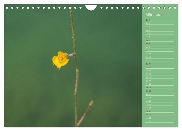 Produktbild: Baggersee - die gr&uuml;ne Welt (Wandkalender 2026 DIN A4 quer), CALVENDO Monatskalender