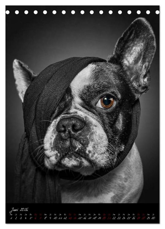Produktbild: Hunde-Augen-Blicke (Tischkalender 2026 DIN A5 hoch), CALVENDO Monatskalender
