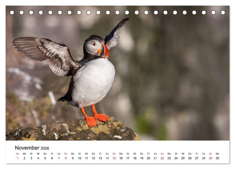 Produktbild: Papageitaucher: Puffin - Lundi - Fratercula arctica (Tischkalender 2026 DIN A5 quer), CALVENDO Monatskalender