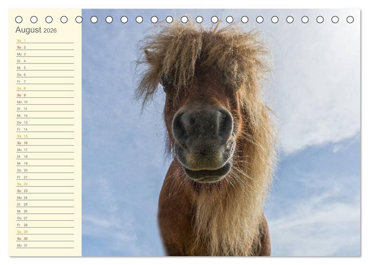Produktbild: Mit Islandpferden durch das Jahr Geburtstagskalender (Tischkalender 2026 DIN A5 quer), CALVENDO Monatskalender