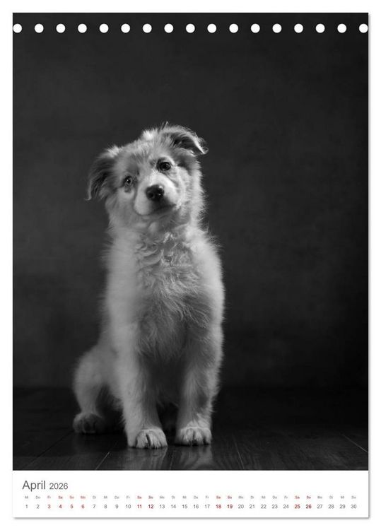 Produktbild: Fine Art Hundeportraits (Tischkalender 2026 DIN A5 hoch), CALVENDO Monatskalender