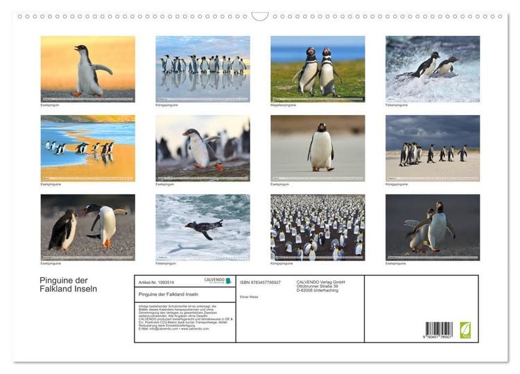 Produktbild: Pinguine der Falkland Inseln (Wandkalender 2026 DIN A2 quer), CALVENDO Monatskalender