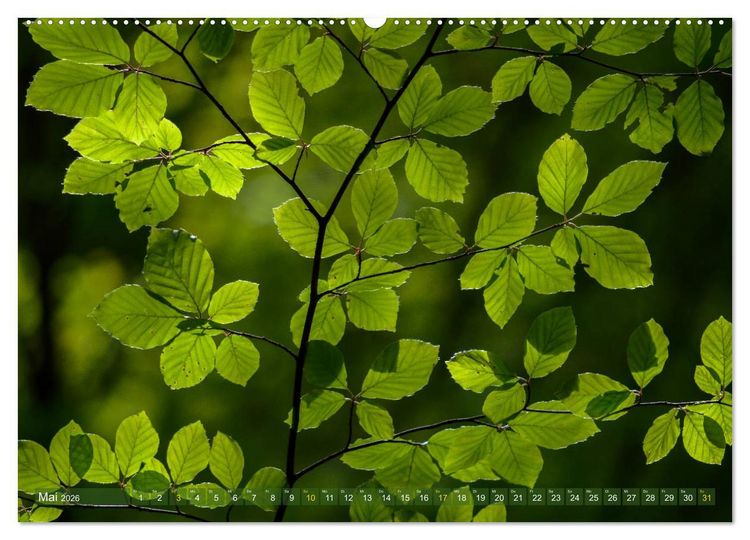 Produktbild: Spaziergang im Wald (hochwertiger Premium Wandkalender 2026 DIN A2 quer), Kunstdruck in Hochglanz