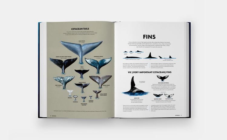 Produktbild: Mysteries of Marine Mammals: An Illustrated Guide to Whales, Dolphins, and Porpoises (2025)