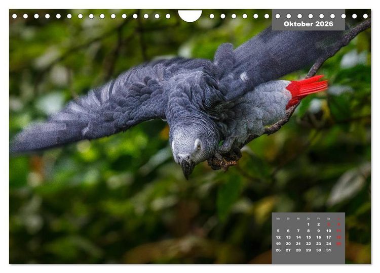 Produktbild: Papageien - Frech, sch&ouml;n und schlau (Wandkalender 2026 DIN A4 quer), CALVENDO Monatskalender