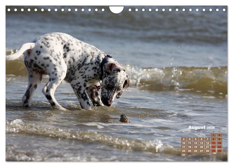 Produktbild: Ein Dalmatiner und ein Beagle - Auf der maritimen Jagd nach dem weltbesten Stock (Wandkalender 2026 DIN A4 quer), CALVENDO Monatskalender