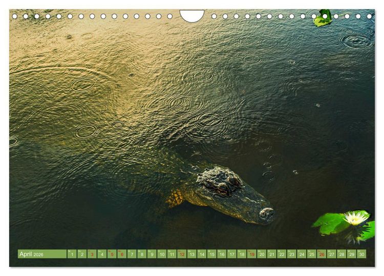Produktbild: Florida - Sonnige Str&auml;nde und magische S&uuml;mpfe (Wandkalender 2026 DIN A4 quer), CALVENDO Monatskalender
