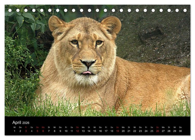 Produktbild: L&ouml;wen (Tischkalender 2026 DIN A5 quer), CALVENDO Monatskalender