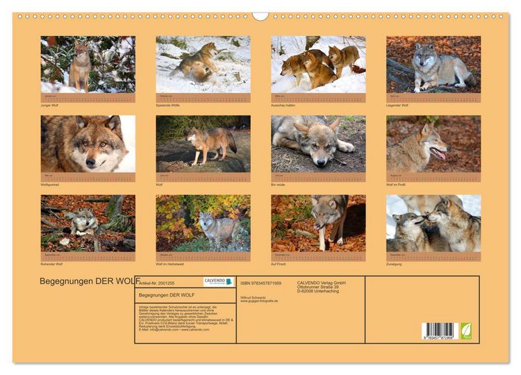 Produktbild: Begegnungen DER WOLF (Wandkalender 2026 DIN A2 quer), CALVENDO Monatskalender