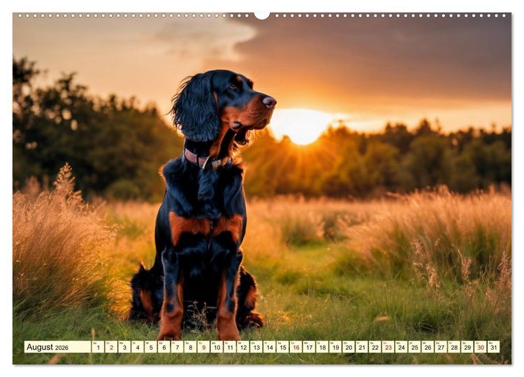 Produktbild: Gordon Setter - elegantes Kraftpaket (hochwertiger Premium Wandkalender 2026 DIN A2 quer), Kunstdruck in Hochglanz
