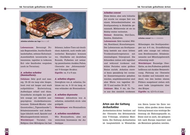 Produktbild: Achatschnecken