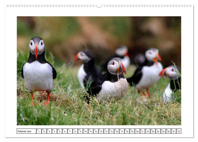 Produktbild: Papageientaucher 2026 - Magische V&ouml;gel des Nordmeers (Wandkalender 2026 DIN A2 quer), CALVENDO Monatskalender