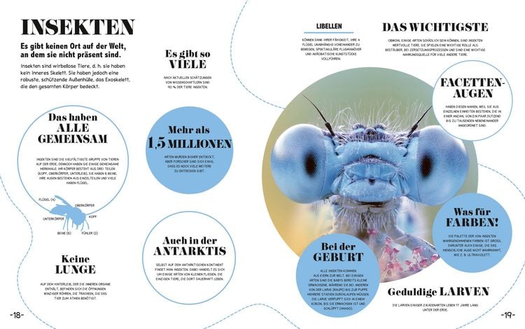 Produktbild: 5-Minuten-Lernen Natur