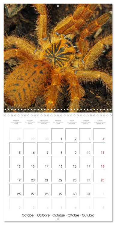 Produktbild: Spider synphony (Wall Calendar 2026 12 &times; 12 Inch) CALVENDO 12 Month Wall Calendar