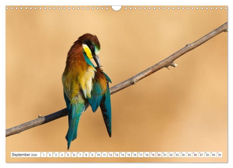 Produktbild: Bunte Flieger (Wandkalender 2026 DIN A3 quer), CALVENDO Monatskalender