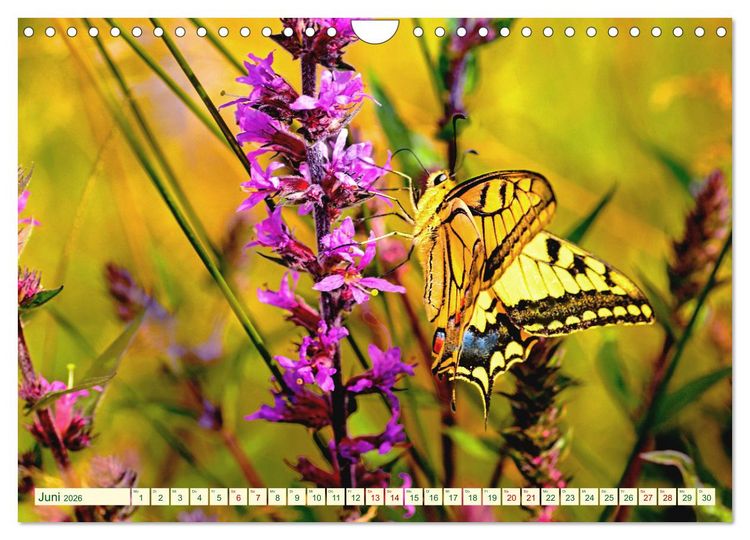 Produktbild: Ein au&szlig;ergew&ouml;hnliches Schauspiel (Wandkalender 2026 DIN A4 quer), CALVENDO Monatskalender