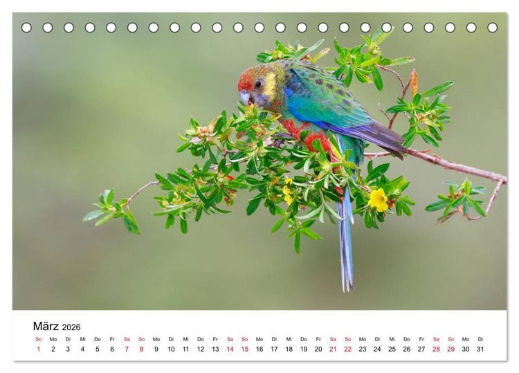 Produktbild: Australische Papageien (Tischkalender 2026 DIN A5 quer), CALVENDO Monatskalender