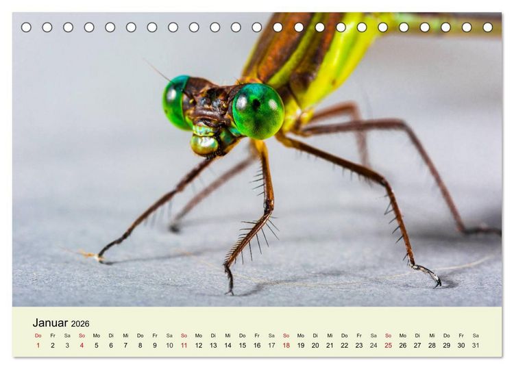 Produktbild: Insekten. Faszinierend und wichtig (Tischkalender 2026 DIN A5 quer), CALVENDO Monatskalender