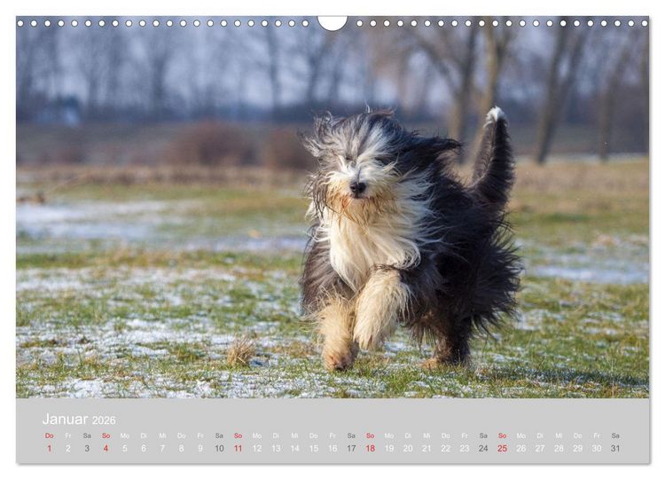 Produktbild: BEARDED COLLIES 2026 (Wandkalender 2026 DIN A3 quer), CALVENDO Monatskalender