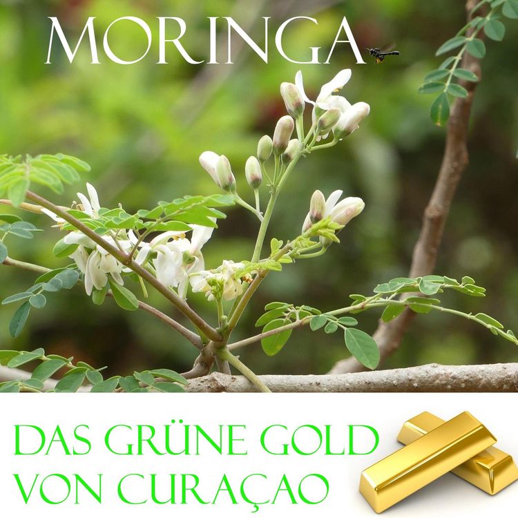 Produktbild: Das gr&uuml;ne Gold von Curacao