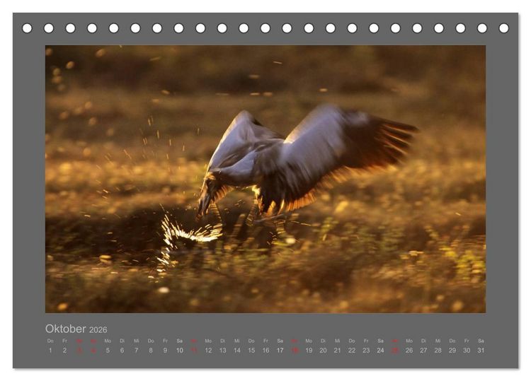 Produktbild: V&Ouml;GEL (Tischkalender 2026 DIN A5 quer), CALVENDO Monatskalender