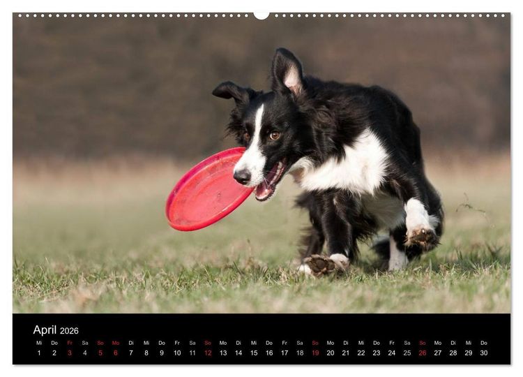 Produktbild: Border Collies (hochwertiger Premium Wandkalender 2026 DIN A2 quer), Kunstdruck in Hochglanz