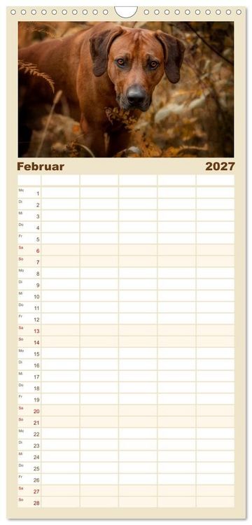 Produktbild: Familienplaner 2027 - Rhodesian Ridgeback - Herzen auf vier Pfoten mit 5 Spalten (Wandkalender, 21 x 45 cm) CALVENDO