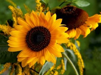 Produktbild: Sonnenblumen (Puzzle)