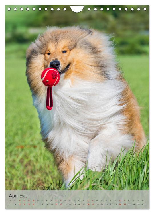 Produktbild: Traumhund Collie - Liebe auf vier Pfoten (Wandkalender 2026 DIN A4 hoch), CALVENDO Monatskalender