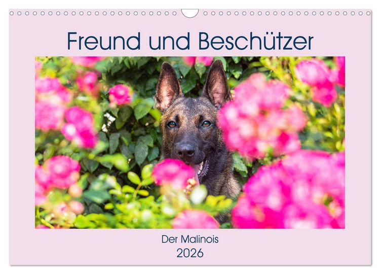 Produktbild: Freund und Besch&uuml;tzer - Der Malinois (Wandkalender 2026 DIN A3 quer), CALVENDO Monatskalender