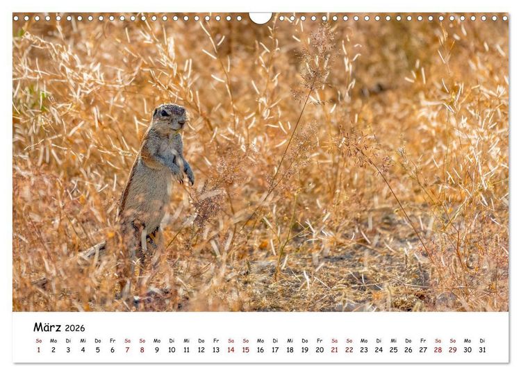 Produktbild: Afrikas kleine Stars (Wandkalender 2026 DIN A3 quer), CALVENDO Monatskalender