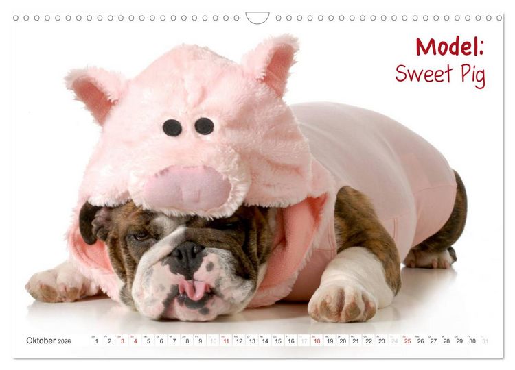 Produktbild: English Bulldog XXL Models (Wandkalender 2026 DIN A3 quer), CALVENDO Monatskalender
