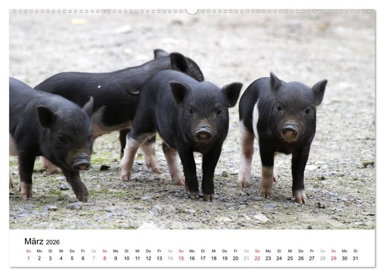 Produktbild: Schwein gehabt! (hochwertiger Premium Wandkalender 2026 DIN A2 quer), Kunstdruck in Hochglanz