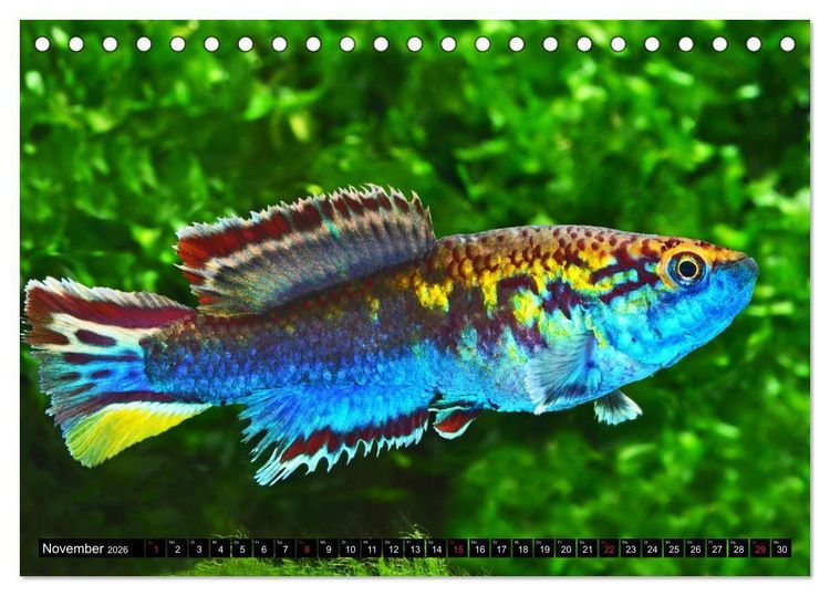 Produktbild: Bunte Fische der Welt - Killifische (Tischkalender 2026 DIN A5 quer), CALVENDO Monatskalender